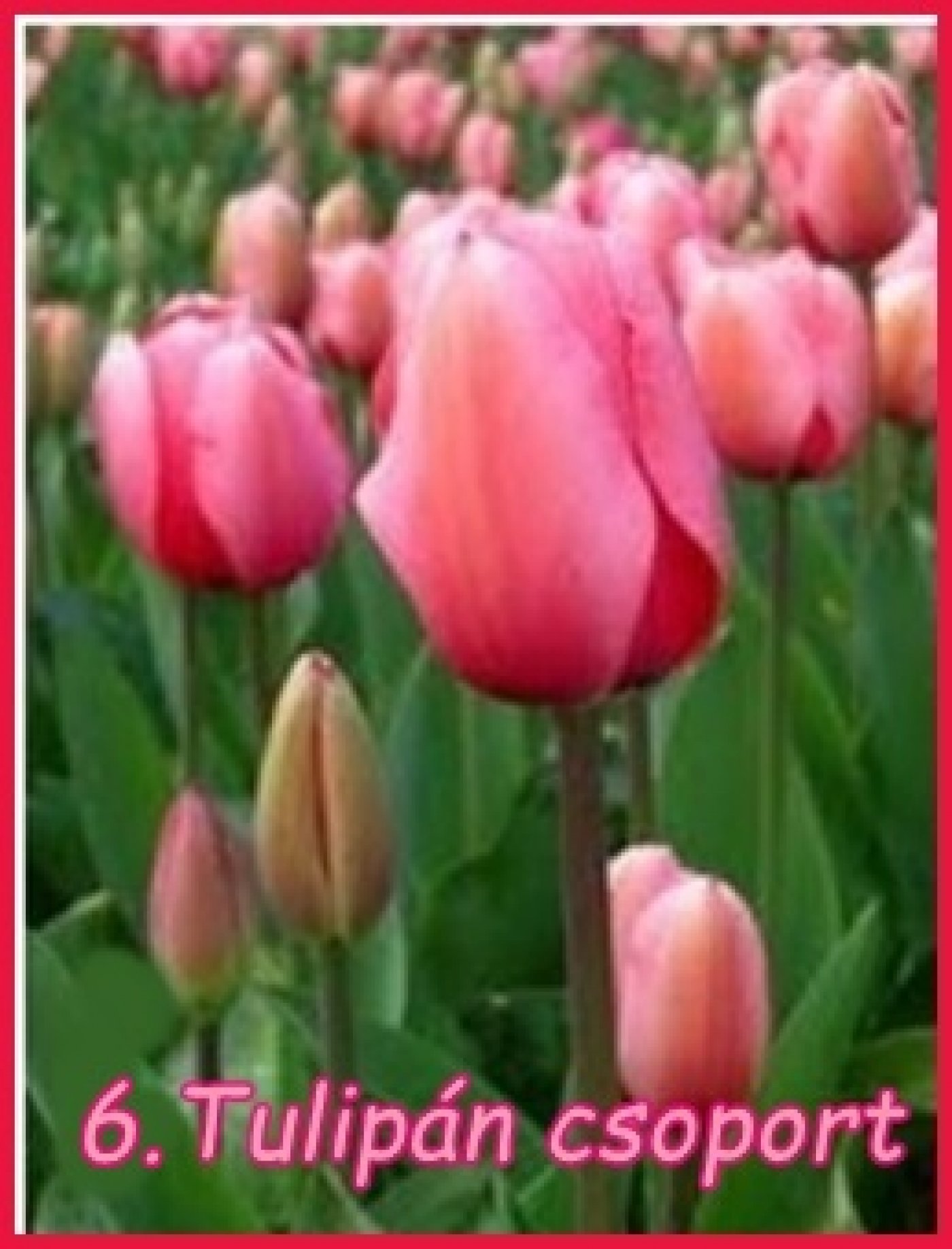Tulipán csoport
